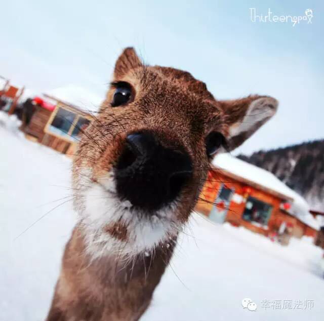 走进风雪――心灵游学亲子冬令营(图14)