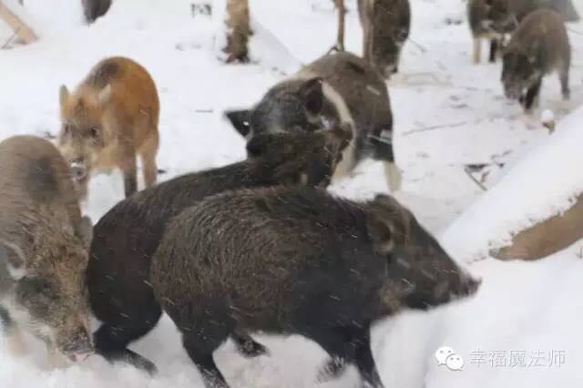 走进风雪――心灵游学亲子冬令营(图15)