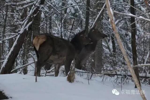 走进风雪――心灵游学亲子冬令营(图16)