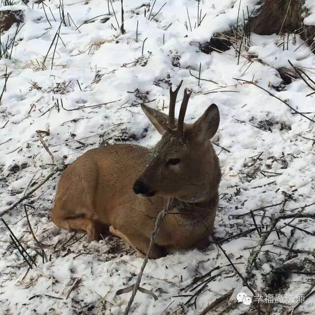 走进风雪――心灵游学亲子冬令营(图17)